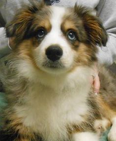 1 year old toy australian shepherd the aussie weekly 57 u2014 the weekly special feature for australian 1 year old toy australian shepherd the aussie weekly 57 u2014 the weekly special feature for australian