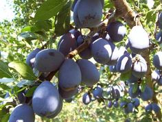 282 Best Growing Edible Garden Images On Pinterest In 2018 Organic Trees Herbs Shrubs Fruiting Vines And Other Plants From A Family Run Nursery In Northern California