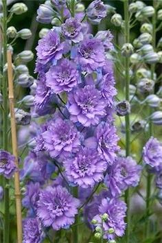 DELPHINIUM-Pacific Giants Astolat 50 graines