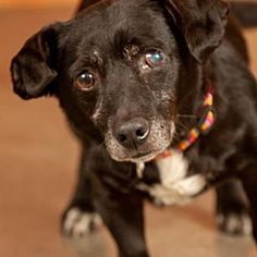 Available Pets At Dachshund Rescue South Florida In Weston