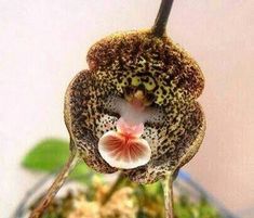 100X Rarest Baby Gesicht Orchidee Staude Blumensamen Heim Garten Dekor Schön