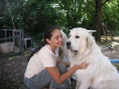 Golden Retriever And Great Pyrenees Mix Retrievers Golden Pyrenees Puppies Google Search