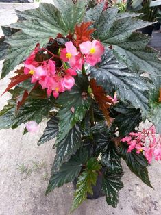 242 Best Flowering Indoor Plants Images In 2019 Succulents Flowering House Plants Begonia Plant Care Angel Wings Houseplants Indoor Pink Flowers Inside