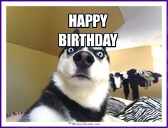 dog birthday meme birthday meme funny dog dog happy birthday funny