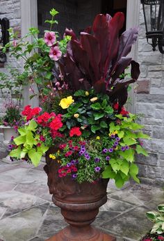 13 Flowers You Can T Kill For Gardeners Who Don Have A Green In A Small Courtyard Or Patio You Have To Make Use Of Containers For Gardening
