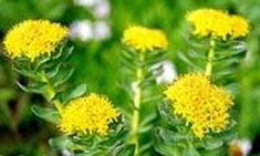 Rhodiola rosea perdida de peso repentina