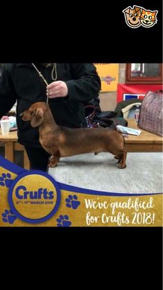 Beautiful Dachshund Puppies Middlesbrough North Yorkshire