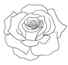 drawings of rose