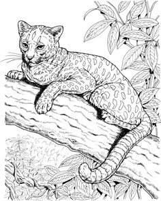 Francine\'s Cat Colouring Book for Adults, Francien van Westering ... Francine\'s Cat Colouring Book for Adults, Francien van Westering ...