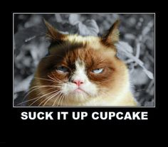 8571c1086498de97012ee57a3f853213--grumpy-quotes-grumpy-cat-meme.jpg