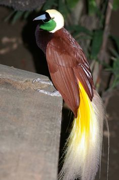 極楽鳥 のアイデア 580 件 極楽鳥 鳥類 鳥 極楽鳥 のアイデア 580 件 極楽鳥 鳥類 鳥