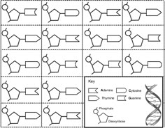 11 Adn Y Arn Ideas Biology Classroom Teaching Biology Science Classroom