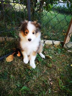 107 best charmy my daughter sheltie images on pinterest in 2018