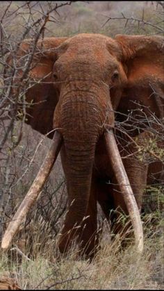 || Uh-Oh—- What a Bull & Look At Those tusks! FYI, To save elephants from being poached. Some reserves have resorted to using the same dye used by banks to mark the money and blow up all over the robbers. So some elephants have pink or blue dyed tusks. They don't mind and it renders the ivory Unuseable ‘cuz it permeates the ivory so it doesn’t come off! Soon, any animal w/ivory could soon be safe from poachers! || Милые Животные, Африканский Слон, Фильм Прекрасные Создания, Киты, Домашние Питомцы, Розовый, White Elephant, Дикие Животные, Фотографии Природы