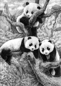 60 Animals, Art - Pencil & Ink Drawings ideas | drawings, animal