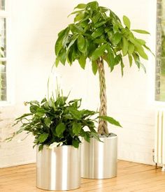 72 Best Indoor Trees Images House Plants Flowers Outdoor Indoor Tree The Easiest Ever Pachira Aquatica Best Plantsindoor Treesindoor Plantersoutdoor Plantspotted