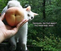 8306 best funny animals