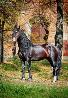 900 Andalusian Horse Ideas In 2021 Andalusian Horse Andalusian Horses