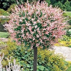 45 Best Small Formal Trees Images On Pinterest Flowering Dwarf Ornamental Trees Bing Images Dled Willow Tree Weeping Flowering