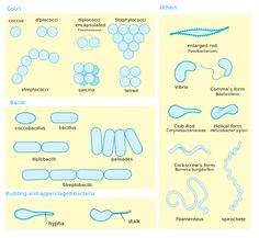 Molecular Biology Funny Jokes 1428 Best Medical images Medical Human body Anatomy Molecular Biology Funny Jokes 1428 Best Medical images Medical Human body Anatomy