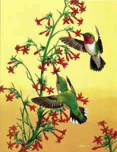 bird print hummingbird print broad tailed hummingbirds vintage audubon book plate print