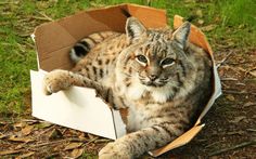Thefingerfuckingfemalefury Jemeryl Graveyawn Selva Cats Boxes Are You Fuckin Kiddin Me If I Fits I Sits Thefingerfuckingfemalefury Jemeryl Graveyawn Selva Cats Boxes Are You Fuckin Kiddin Me If I Fits I Sits