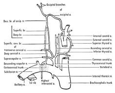 thyrocervical trunk