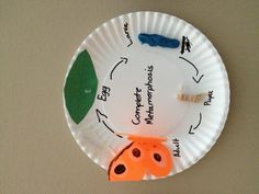 complete and incomplete metamorphosis venn diagram venn diagram of complete and incomplete metamorphosis