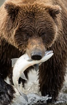 Bears Brown Glance Animals Poster 24/"x 36/" HD