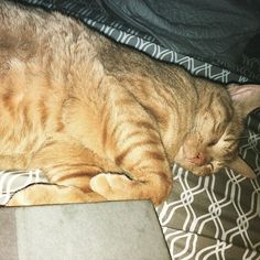Raheem recommend 18 Teen Girl My Kitty