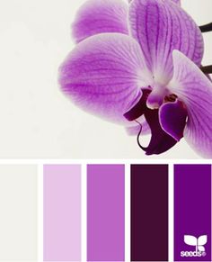 53 Best Orchid Color Images In 2019 Beautiful Places Lavender Pantone 2017 Color Of The Year Radiant Orchid Pallets Purple Wedding