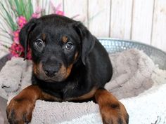 Rottweiler Dog Female Black And Tan 2402557 Puppies For Sale