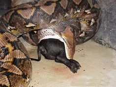 76 best big newby biggest snakes in the world images cutest
