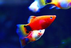 34 best fresh water