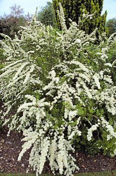 Snow Mound Spirea Spiraea Nipponica Home Construction Improvement