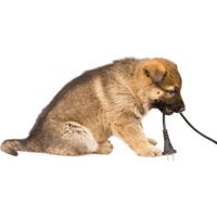 Puppy Proofing Puppies Pets Real Estate Sales
