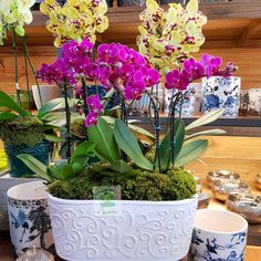 33 Ideas De Orquídeas En Agua Orquídeas En Agua Orquideas Plantas De Orquideas