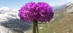 Scoper Monstar by scopermonstar on Etsy Scoper Monstar by scopermonstar on Etsy
