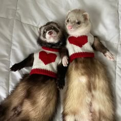 Pet Ferret, Cute Ferrets, Baby Ferrets, Cute Babies, Funny Ferrets, Cute Funny Animals, Cute Little Animals, Ferret