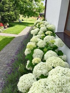 Lot de 50 graines dhortensia bleues de fleurs dhortensia de jardin de cour en pot de graines rares bleu de bonsaï Lot de 50 graines dhortensia bleues de fleurs dhortensia de jardin de cour en pot de graines rares bleu de bonsaï