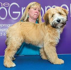 29 Best Tiboodle Images Dogs Cute Doggy 29 Best Tiboodle Images Dogs Cute