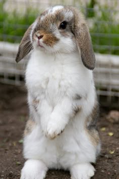 73 Idees De Lapin Drole Lapin Drole Animaux Mignons Bebes Animaux 73 Idees De Lapin Drole Lapin Drole Animaux Mignons Bebes Animaux