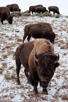 1108 best buffalo images in 2018 american bison wild animals