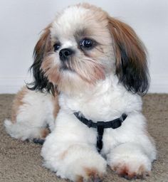 10+ Shih Tzu Dogs ideas | shih tzu dog, shih tzu, dogs 10+ Shih Tzu Dogs ideas | shih tzu dog, shih tzu, dogs