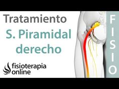 22 Ideas De Rutinas De Fisioterapia Ejercicios Estiramientos Ejercicios De Estiramiento