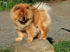 Chow Chow My Best Friends Chow Chow Dogs Expensive Dogs Dogs