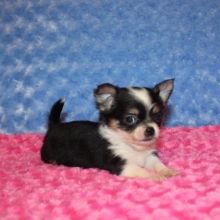 Chihuahua Puppies For Sale Puppyspot Chihuahua Puppies For