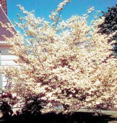 7 Best Summerstone Nursery Coupon Code Images Berry Plants Fruit White Dogwood Trees Fruit Berry Plants Rose Bushes Perennials Summerstone Nursery