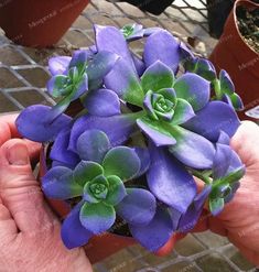 Lot de 50 graines dhortensia bleues de fleurs dhortensia de jardin de cour en pot de graines rares bleu de bonsaï Lot de 50 graines dhortensia bleues de fleurs dhortensia de jardin de cour en pot de graines rares bleu de bonsaï