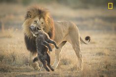 130 Ideas De Cazadores Animales Cazadores Animales Salvajes